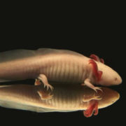 (c) Axolotl-info.de